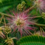 Albízia ružová (Albizia Julibrissin) - výška 100-150 cm, kont. C18L